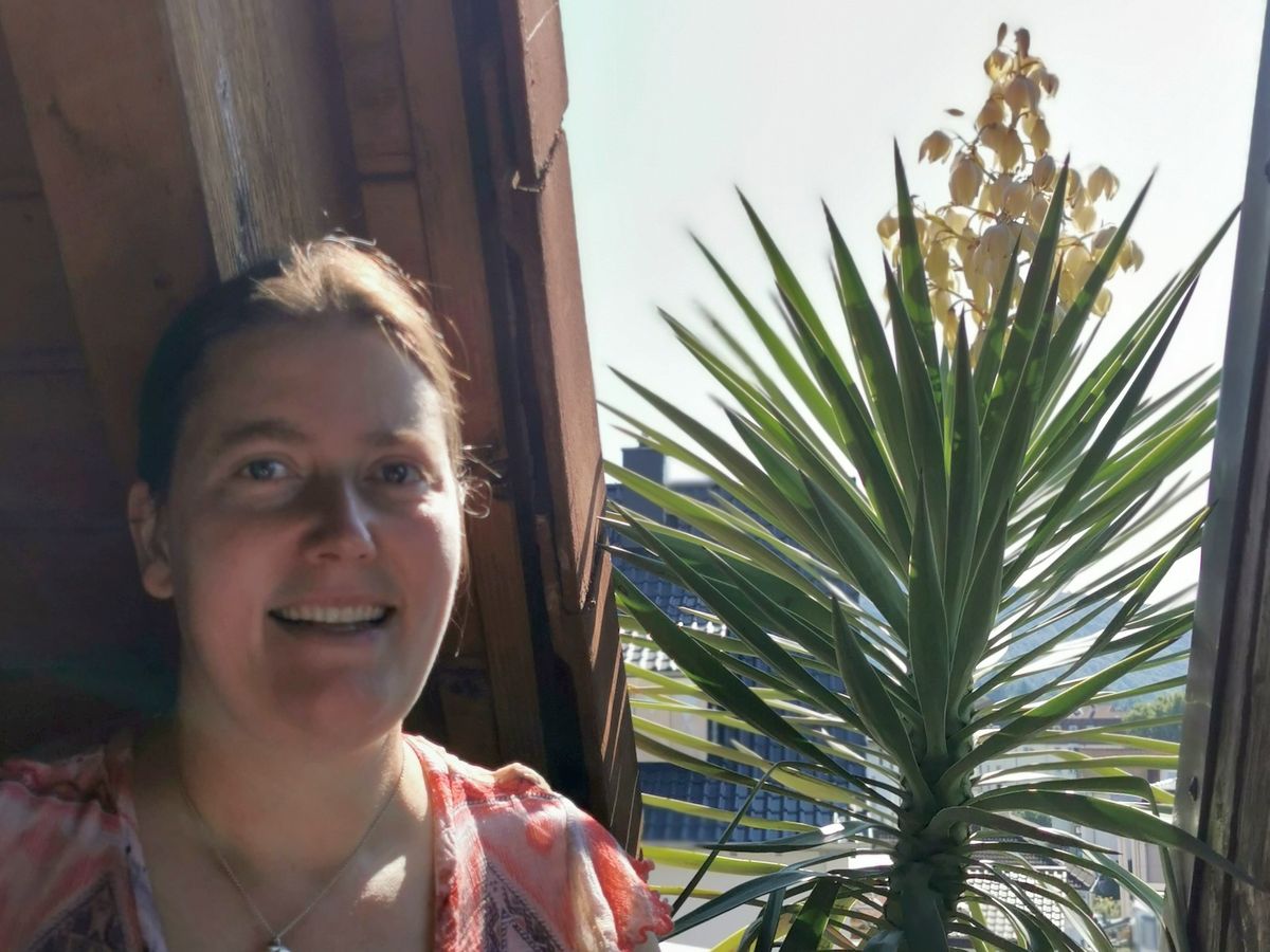 Yucca-Palme überwacht Baustelle und blüht dabei auf