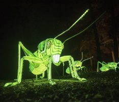 „Licht an!“  beim Heidelberger Zoo-Leuchten ab 1. Oktober