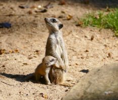 Willkommen in der Großfamilie – Erdmännchen im Zoo haben wieder Nachwuchs