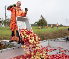 Straßenmeisterei erntet Obst zur Erhaltung des Baumbestands