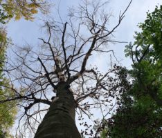 46 Prozent der Wälder Baden-Württembergs sind deutlich geschädigt