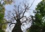 46 Prozent der Wälder Baden-Württembergs sind deutlich geschädigt