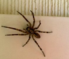 Panik im Haus beim Anblick eines nützlichen „Haustieres“: Die Hauswinkelspinne