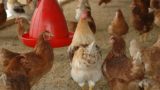 Biosicherheit auch für kleine Geflügelhaltungen: Allgemeinverfügung erlassen
