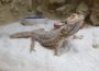 Ein Sonntag mit Herausforderung im Tom-Tatze Tierheim – Zwei Bartagamen