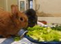 Des Schicksals seltsame Wege – „Bunny“ und „Schlappi“ trafen sich im Tierheim