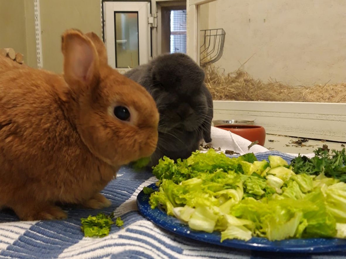 Des Schicksals seltsame Wege - "Bunny" und "Schlappi" trafen sich im Tierheim