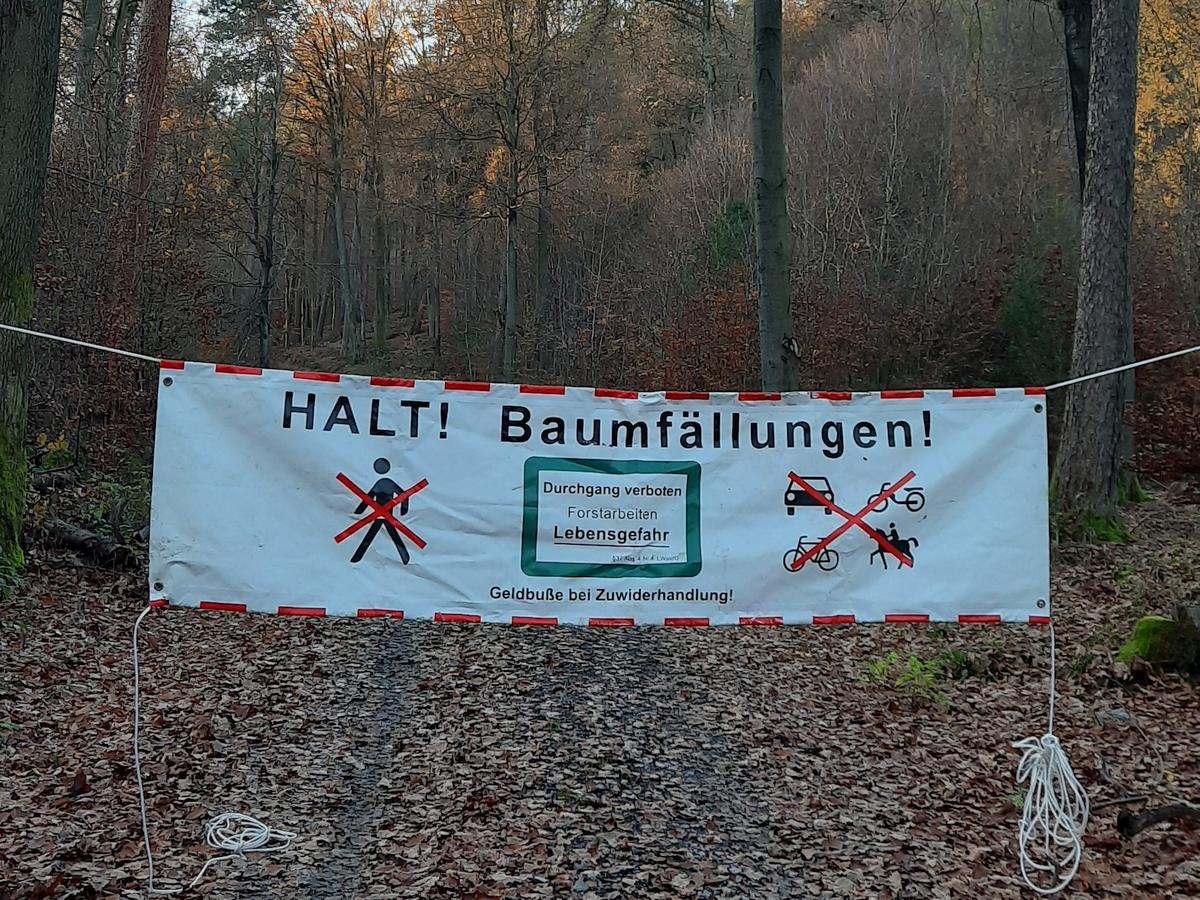 Holzernte in Gaiberg: Sperrung des Waldgebiets nordwestlich der Georgshütte