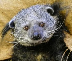 Ein Stück Zoo für Zuhause – Tierpatenschaften, Zoo-Gutscheine oder Online-Videos