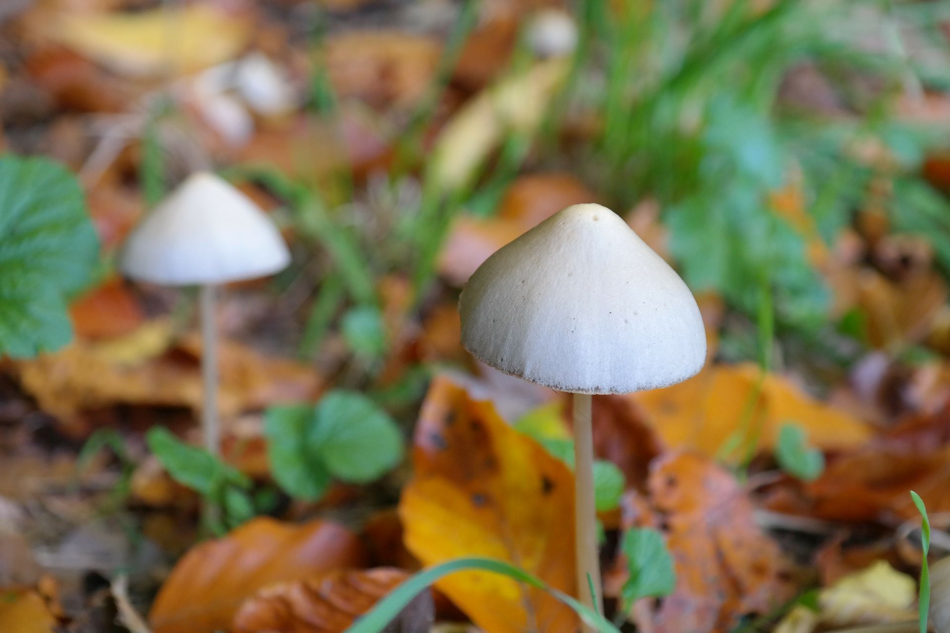 Magic Mushrooms: Zauberpilze als Medizin