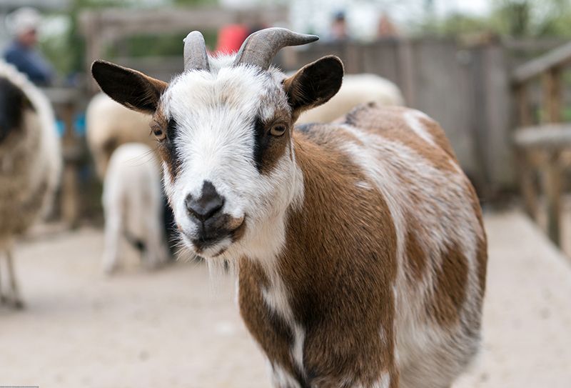 Neues Domizil für Schweine, Rinder, Ziegen & Co. im Zoo nimmt Form an