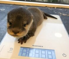 Zoo Heidelberg: Dreifacher Nachwuchs bei den Asiatischen Kurzkrallenottern