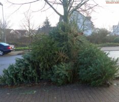 Ärgernis Weihnachtsbaum-Entsorgung – Fasanerie bevorzugtes Auswilderungsgebiet