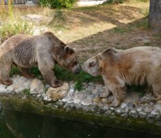 Trauriger Abschied im Januar – Syrischer Braunbär Martin im Zoo eingeschläfert