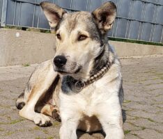 Freude im Tom-Tatze-Tierheim: Geduld zahlte sich aus bei Angsthund Lausi