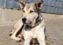 Freude im Tom-Tatze-Tierheim: Geduld zahlte sich aus bei Angsthund Lausi