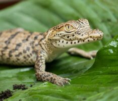 Zootier des Jahres 2021: Das Krokodil – Ein Nützlinge mit Imageproblem