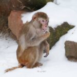 Schnee und Eis im Zoo - </br>Wie Tiere das kalte Weiß erleben