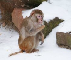 Schnee und Eis im Zoo – </br>Wie Tiere das kalte Weiß erleben