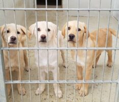 Hundewelpen im Tom-Tatze-Tierheim – </br>Vom Tierdealer in gute Obhut und Familie