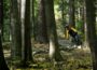 Förster sind besorgt:  Immer mehr illegale Mountainbike-Strecken im Wald