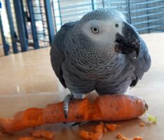 Coco, ein Graupapagei mit Unterhaltungswert sucht neue Heimat in Papageien-WG