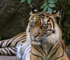 Gestreifte Pelzknäuel im Raubtierhaus – Sumatra-Tiger im Zoo haben Nachwuchs