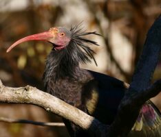 Heidelberger Zoo beteiligt sich an Waldrappen-Auswilderungsprojekt  in Spanien
