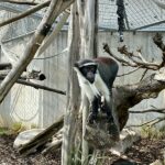 Zoo Heidelberg: Roloway-Meerkatzen ziehen ins Große Affenhaus