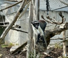 Zoo Heidelberg: Roloway-Meerkatzen ziehen ins Große Affenhaus