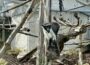 Zoo Heidelberg: Roloway-Meerkatzen ziehen ins Große Affenhaus