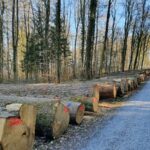 Eiche und Roteiche erzielten Rekorderlöse bei der diesjährigen Holzsubmission