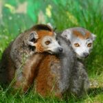 Zwei „gekrönte“ Mitbewohner für die Kattas  - Im Zoo sind Kronenmakis eingezogen