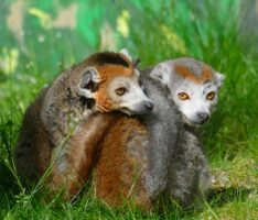 Zwei „gekrönte“ Mitbewohner für die Kattas  – Im Zoo sind Kronenmakis eingezogen