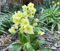 Wissenswertes über die Unechte und echte Schlüsselblumen in unserer Umgebung