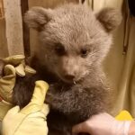 Bär Martins Vermächtnis ist noch klein: </br>Erste Fotos vom Bären-Nachwuchs im Zoo