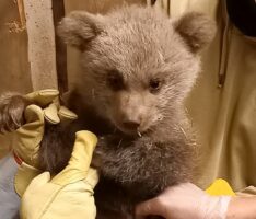 Bär Martins Vermächtnis ist noch klein: </br>Erste Fotos vom Bären-Nachwuchs im Zoo