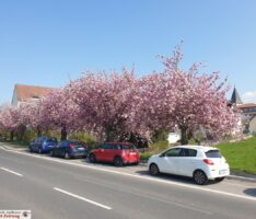 Phantastisches Frühlingswetter – Blüten ohne Ende und der erste Spargel