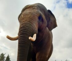 Elefanten-WG im Zoo vergrößert sich: Ein großer „Schwede“ zieht mit ein