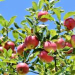 Mehr Obstbäume für Nußloch - Finanzielle Förderung von 50% des Kaufpreises