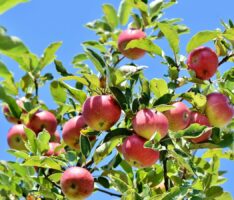 Mehr Obstbäume für Nußloch – Finanzielle Förderung von 50% des Kaufpreises