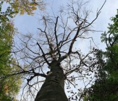 Auch Buchen können verdursten  – Wälder im Rhein-Neckar-Kreis im Klimastress