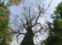 Auch Buchen können verdursten  – Wälder im Rhein-Neckar-Kreis im Klimastress
