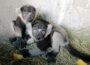 Zwei Geschwister entdecken ihre Welt – Junge Gürtelvaris im Zoo im Außengehege