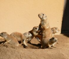 Sechsfacher Nachwuchs bei den Schwarzschwanz Präriehunden im Zoo