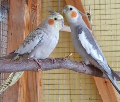 Nymphensittich im Tierheim zwitschert: „If you’re happy and you know it!“