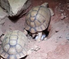 Nach Beschlagnahmung:  Zoo gelingt Zucht der Ägyptischen Landschildkröte