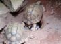 Nach Beschlagnahmung:  Zoo gelingt Zucht der Ägyptischen Landschildkröte