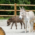 Zoo HD: Ziegen, Schafe, Hühner, Schweine, Esel und Ponys sind umgezogen