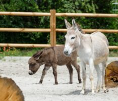Zoo HD: Ziegen, Schafe, Hühner, Schweine, Esel und Ponys sind umgezogen